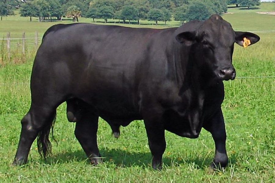 گاو آنگوس قرمز گوشتی - توزیع بهترین گوشت گاوی نژاد آنگوس Angus