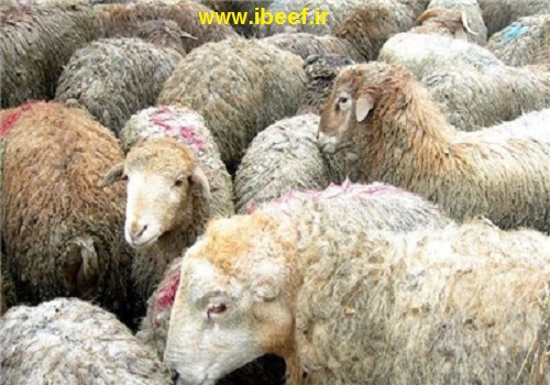 گوسفندی زنده - قیمت گوشت گوساله زنده پرواری و گوشتی