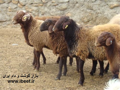 قیمت گوسفند - آخرین قیمت گوسفنده زنده 97