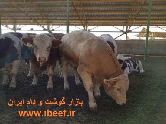 گوساله پرواری زنده - قیمت گوساله پرواری زنده در اصفهان