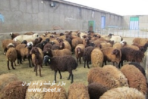 گوسفنده زنده - آخرین قیمت گوسفنده زنده 97