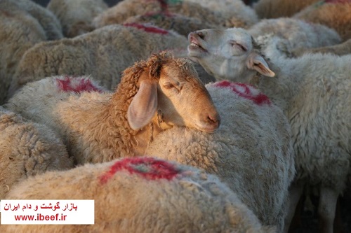 گوسفنده زنده - فروش گوسفنده زنده امروز 97