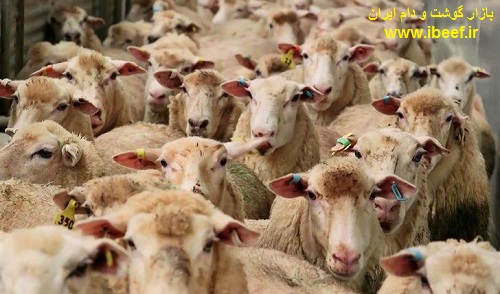 فروش گوسفنده زنده - فروش گوسفنده زنده امروز 97