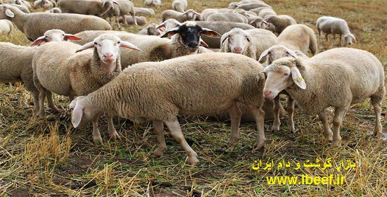 گوسفنده زنده - قیمت گوسفنده زنده امروز 97