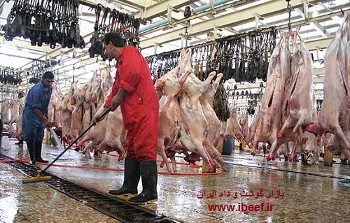 گوشت گوسفندی در کشتارگاه1 - قیمت گوشت گوسفندی در کشتارگاه